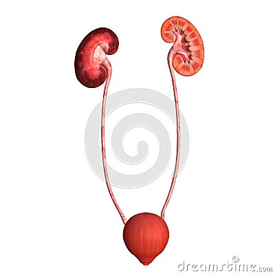 Kidneys Stock Photo