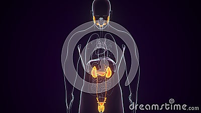 Kidneys and reproductive system. Male human anatomy. 3d illustration. Stock Photo