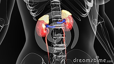 Kidneys Stock Photo