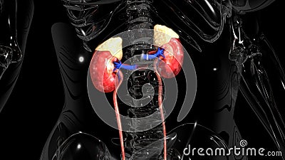 Kidneys Stock Photo