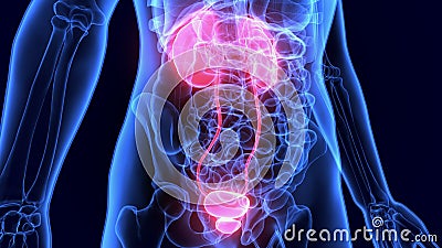 3d illustration of human body organsKidneys anatomy Stock Photo