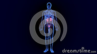 3d illustration human body kindeys of a human body part Stock Photo
