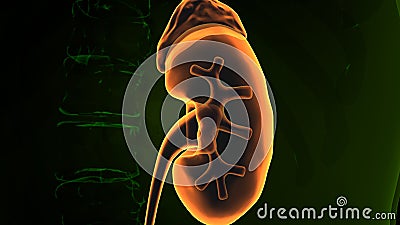 3d illustration of human kidneys anatomy Stock Photo