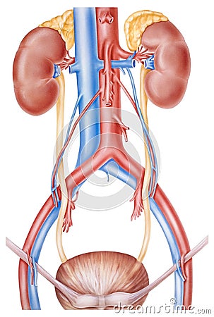 Kidneys and Ureters Stock Photo