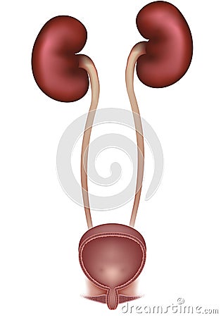 Kidneys and urinary bladder Vector Illustration