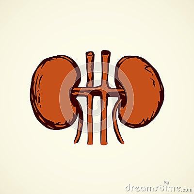 Kidneys. Vector drawing Vector Illustration