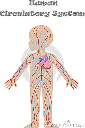 Kids body circulatory system Vector Illustration