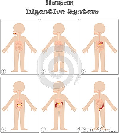 Kids body digestive system Vector Illustration