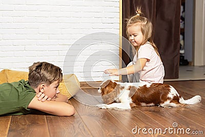 Kids with dog indoor. Teen boy and little girl playing their puppy at home. Happy brother and sister playing their funny Stock Photo