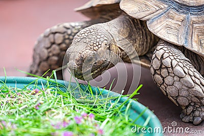 Kids feeding turtle in EDINBURGH BUTTERFLY and INSECT WORLD.Selected focus Stock Photo