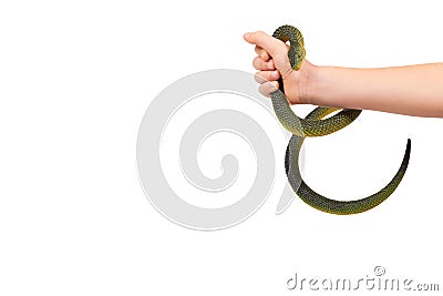 Kids hand with fake green snake, rubber animal toy Stock Photo