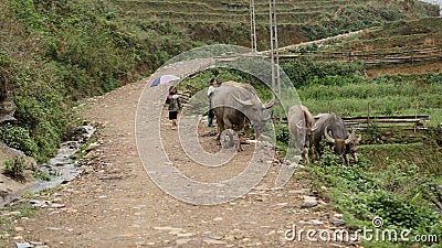 Kids herding buffaloes in Sa Pa valley Stock Photo