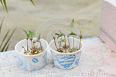 Kids learning process of science project on sprouting and growing Stock Photo