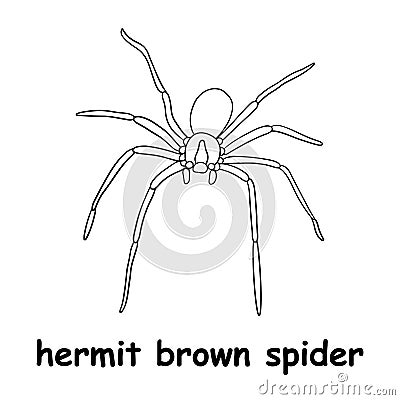 Kids line illustration coloring hermit brown spider. animal outline Vector Illustration