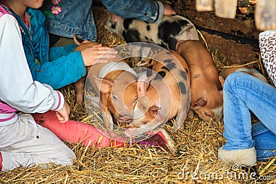 Kids petting piglets Stock Photo