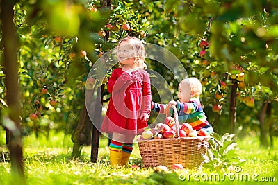 Kids picking apples on farm in autumn Stock Photo