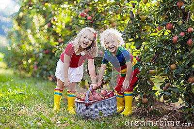 Kids picking apples in fruit garden Stock Photo