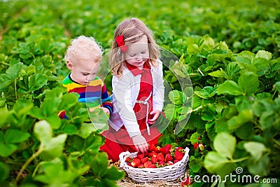 Kids picking strawberry on a farm field Stock Photo