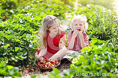 Kids pick strawberry on berry field in summer Stock Photo