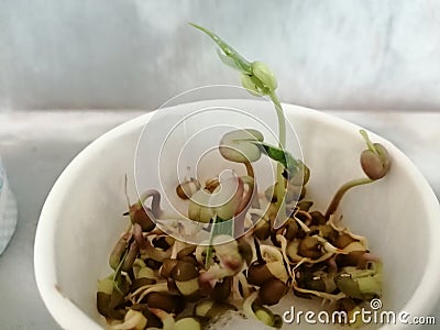 Kids science project on sprouting and growing Stock Photo