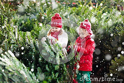 Kids select Christmas tree. Family buying Xmas tree. Stock Photo