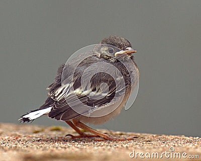 Kids White Wagtail Motacilla alba just left the nest Stock Photo