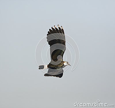 Kievit, Northern Lapwing, Vanellus vanellus Stock Photo