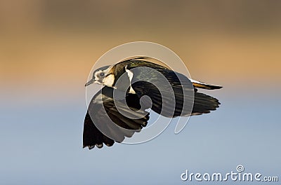 Kievit, Northern Lapwing, Vanellus vanellus Stock Photo