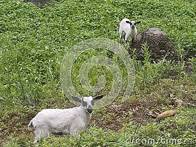 Kids Goat Grazing Medow Nature Stock Photo