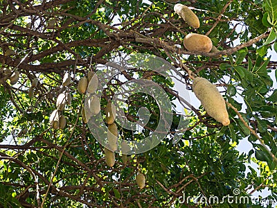 The Kigelia africana ` Sausage Tree ` or Bignoniaceae is only one species, which occurs throughout tropical Africa. Stock Photo