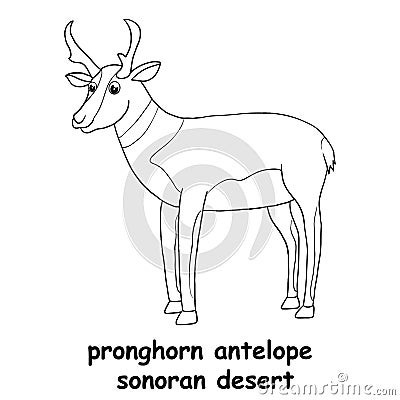 Kids line illustration coloring pronghorn antelope sonoran desert. animal are just lines Vector Illustration