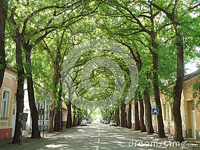 Kikinda, Serbia - September 19, 2020: General Drapsin street in Kikinda, Serbia. Beautiful street with green bent trees. Editorial Stock Photo