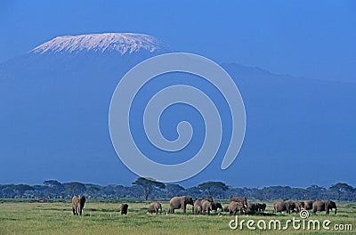 KILIMANDJARO Stock Photo