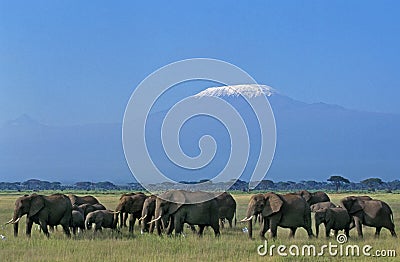 KILIMANDJARO Stock Photo