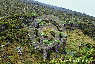 Mt Kilimanjaro scenery, Tanzania, Africa Stock Photo