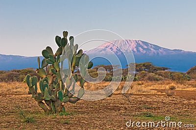Kilimanjaro mountain at the sunrise Stock Photo