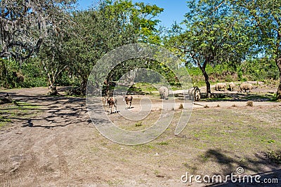 Kilimanjaro Safaris at Animal Kingdom at Walt Disney World Editorial Stock Photo