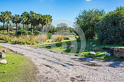 Kilimanjaro Safaris at Animal Kingdom at Walt Disney World Editorial Stock Photo