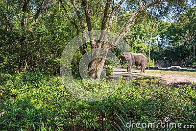 Kilimanjaro Safaris at Animal Kingdom at Walt Disney World Editorial Stock Photo