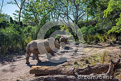 Kilimanjaro Safaris at Animal Kingdom at Walt Disney World Editorial Stock Photo