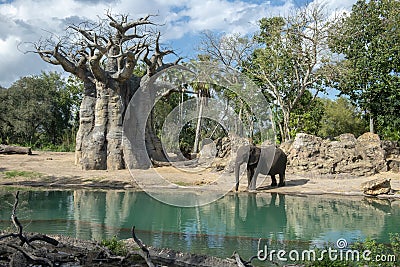 Kilimanjaro Safaris, Disney World, Animal Kingdom, Travel Editorial Stock Photo