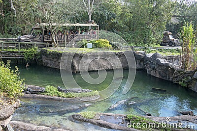 Kilimanjaro Safaris, Disney World, Animal Kingdom, Travel Editorial Stock Photo