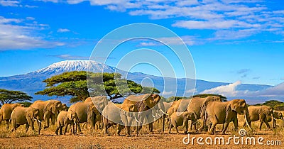 Kilimanjaro Tanzania African Elephants Safari Kenya Stock Photo