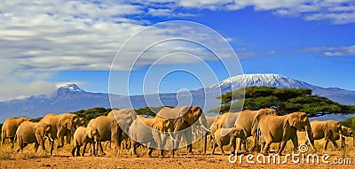 Kilimanjaro Tanzania African Elephants Safari Kenya Stock Photo