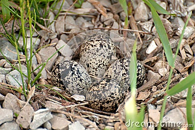 Killdeer Nest Stock Photo