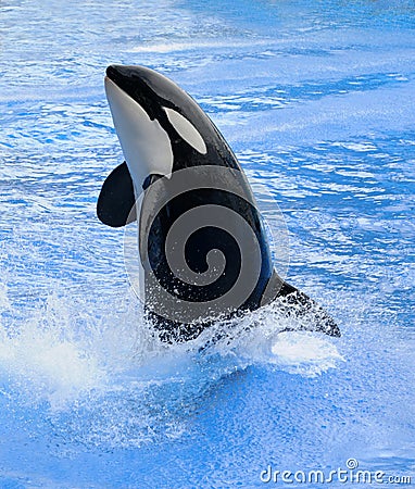 Killer whale Editorial Stock Photo