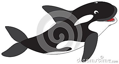 Killer whale Vector Illustration