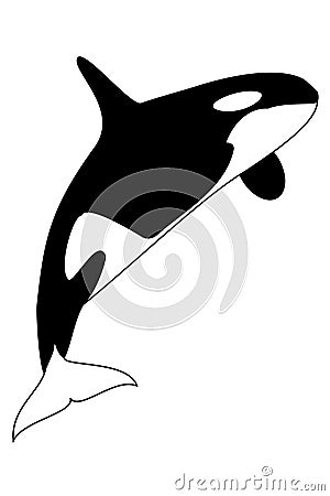 Killer Whale Vector Illustration