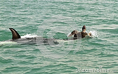 Killer whale attacks giant turtle Stock Photo