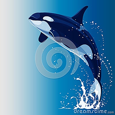 Killer whale Vector Illustration